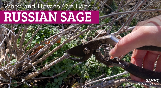 Pruning Russian Sage In Spring A Step by Step Guide