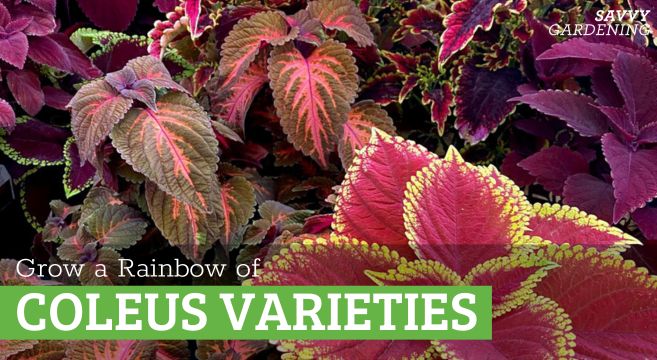 coleus varieties to grow in gardens and pots