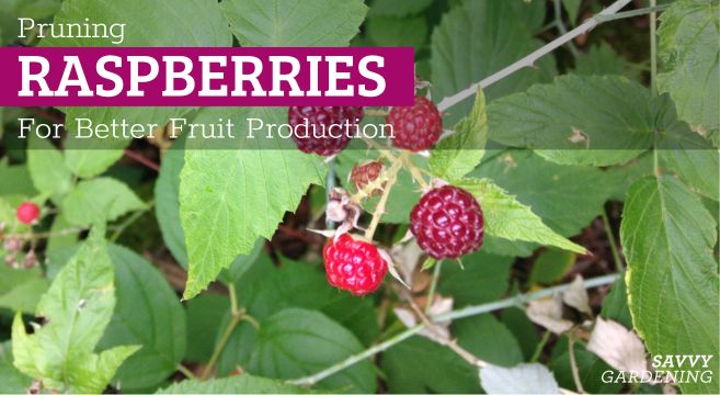 Pruning raspberries: Timing, tips and techniques