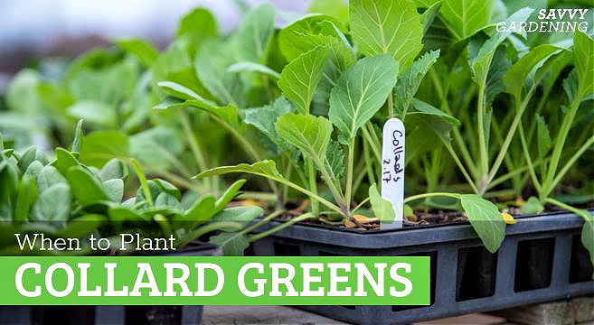 When to plant collard greens