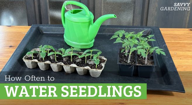 How often to water seedlings