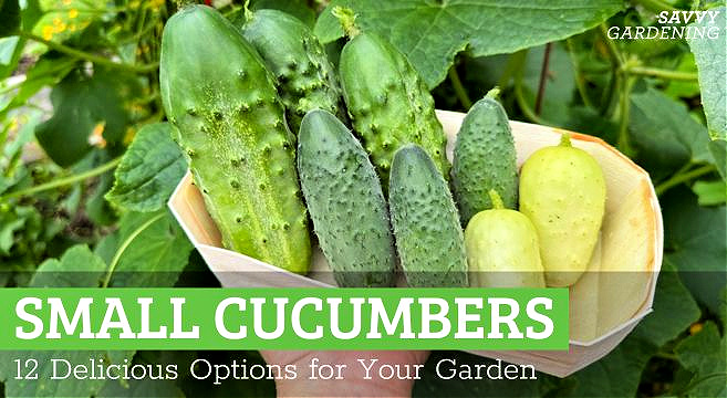 Small cucumber varieties to grow