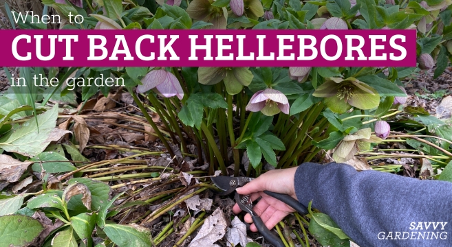 When to Cut Back Hellebores in the Garden