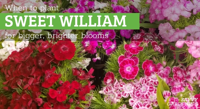 When to plant sweet Williams