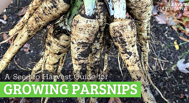 Growing parsnips: tips for success