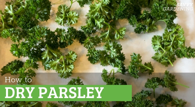 How to dry parsley 3 ways