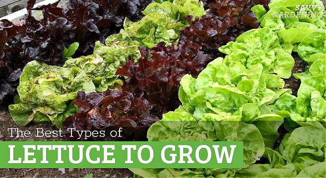 The best types of lettuce to grow