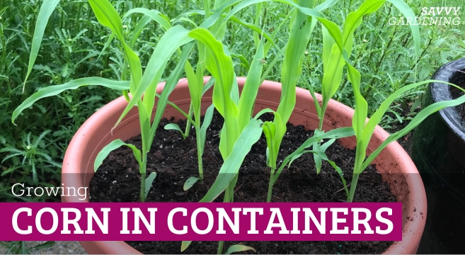 Here's how to grow corn in containers