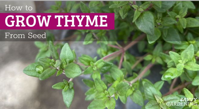 growing thyme from seed