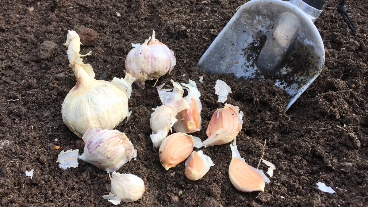 Why You Need to Plant Garlic This October (And How to Get BIG Bulbs)