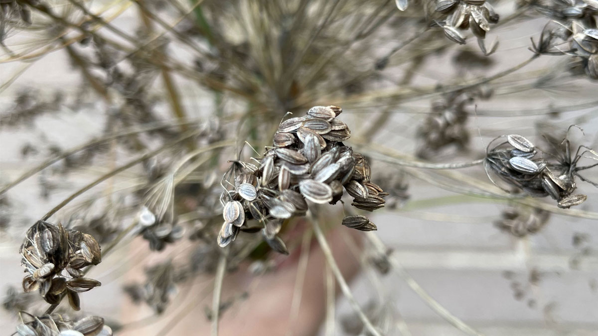 Dill Seeds: How to Collect and Store Them for Recipes or Planting