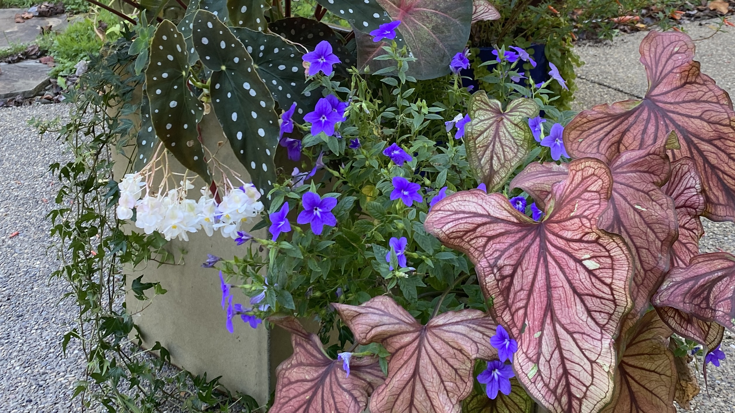 Plants for Containers in the Shade: 17 Beautiful Choices