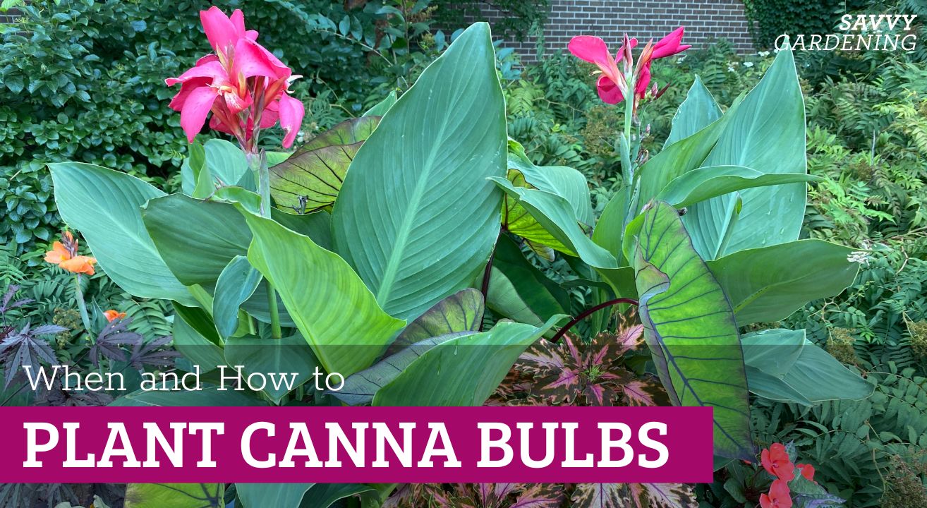 When to plant canna bulbs