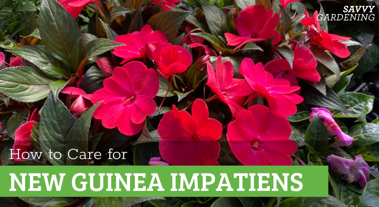 How to care for new guinea impatiens