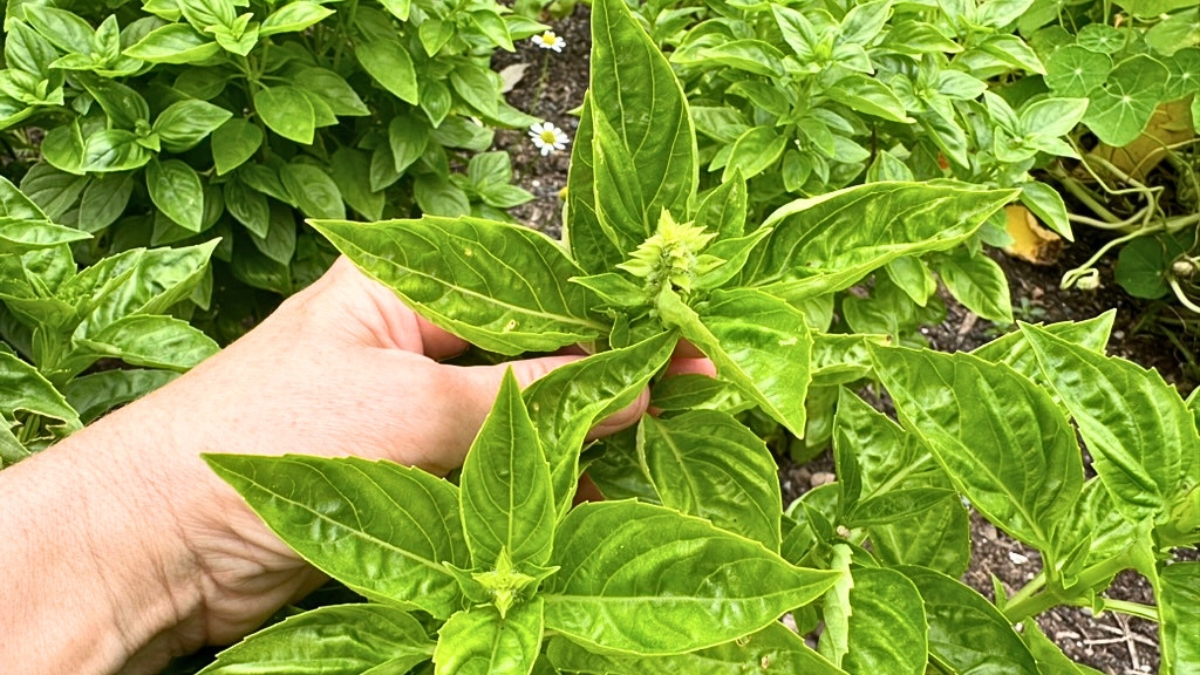 The Real Reason Your Basil Is Bolting (and How to Slow It Down)