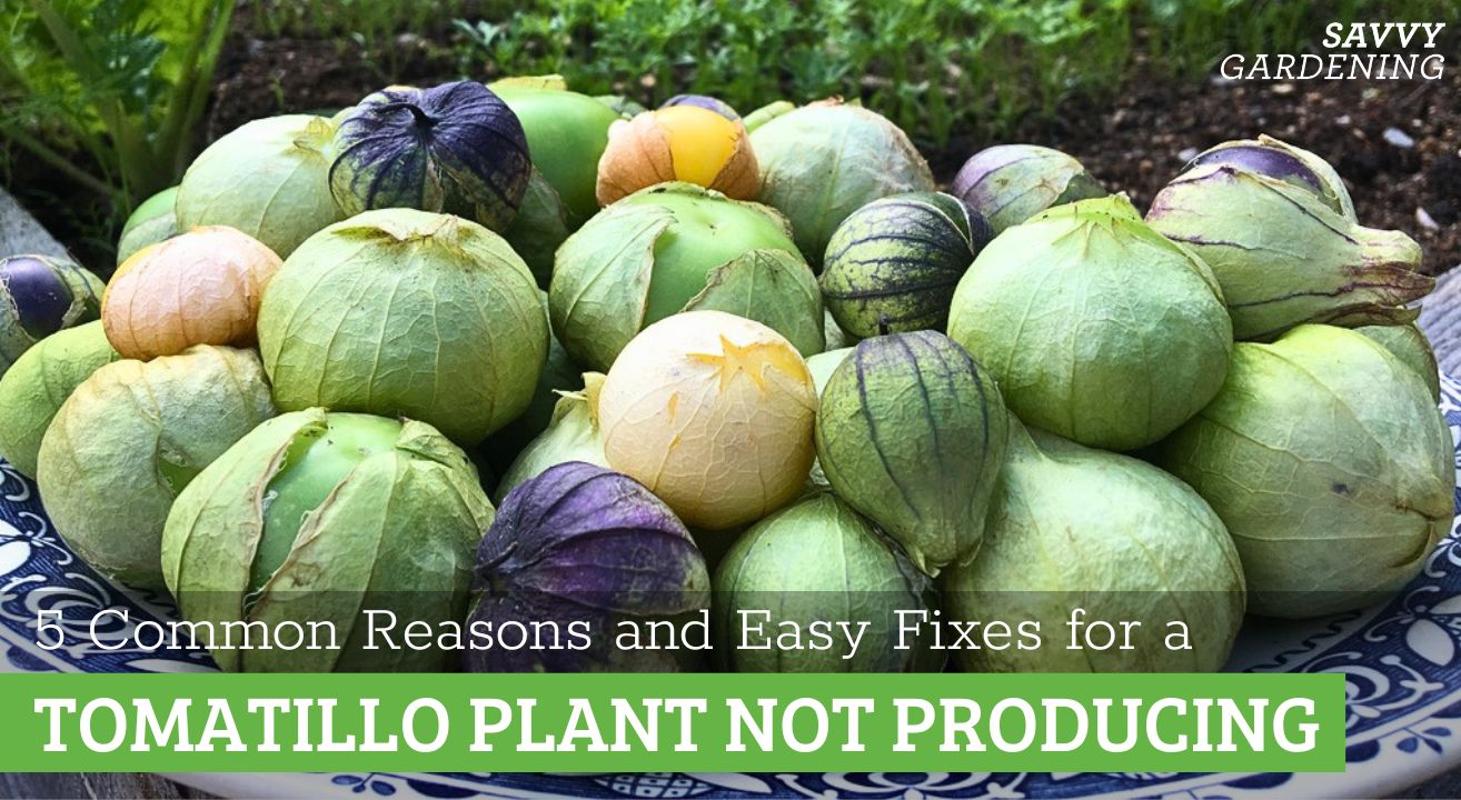 5 Easy Fixes for a Tomatillos Plant Not Producing