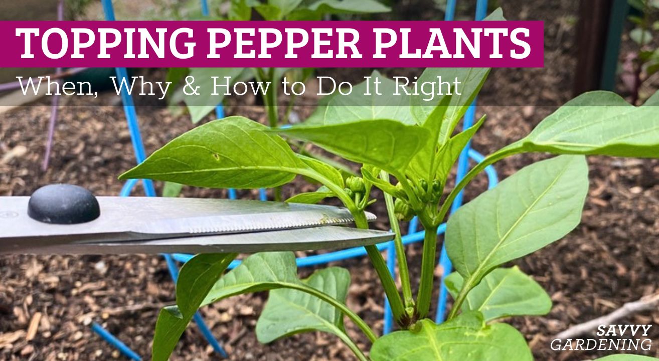 Topping Pepper Plants: A How-To Guide