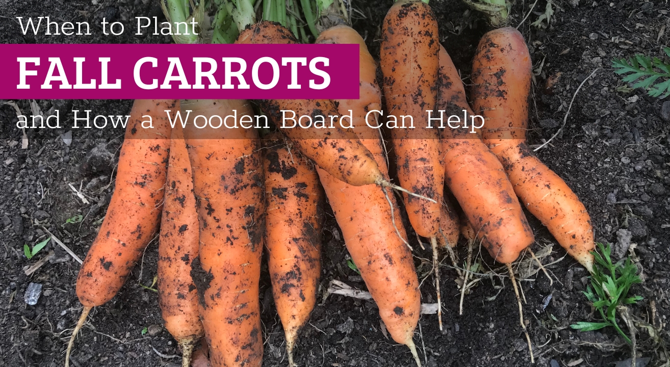 One simple trick using a wooden board to improve your fall carrot harvest