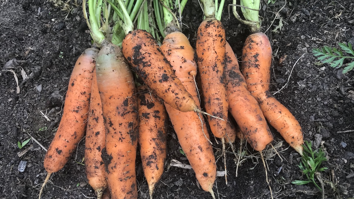 How One Wooden Board Can Transform Your Fall Carrot Crop