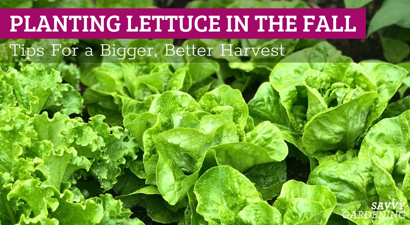 All about planting lettuce in the fall