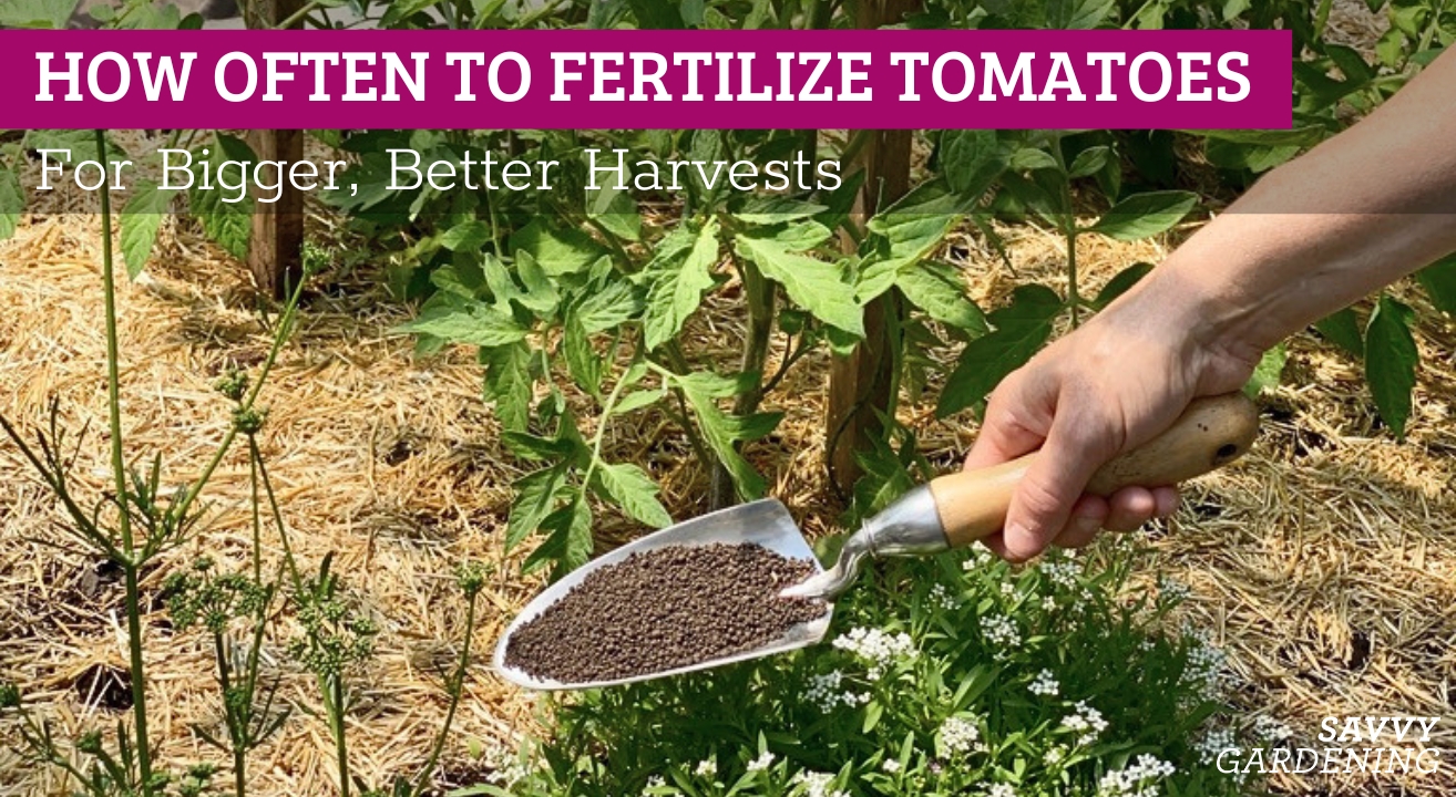 How often to fertilize tomatoes in your garden