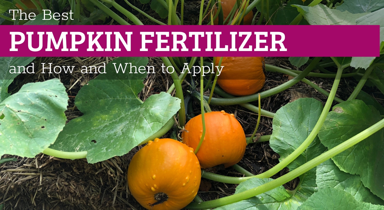 The best pumpkin fertilizer for bigger, better fruits
