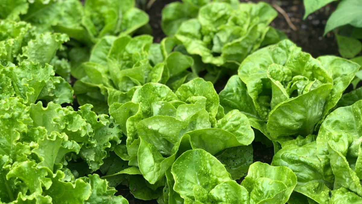 Why Fall Is One of the Best Times to Grow Lettuce