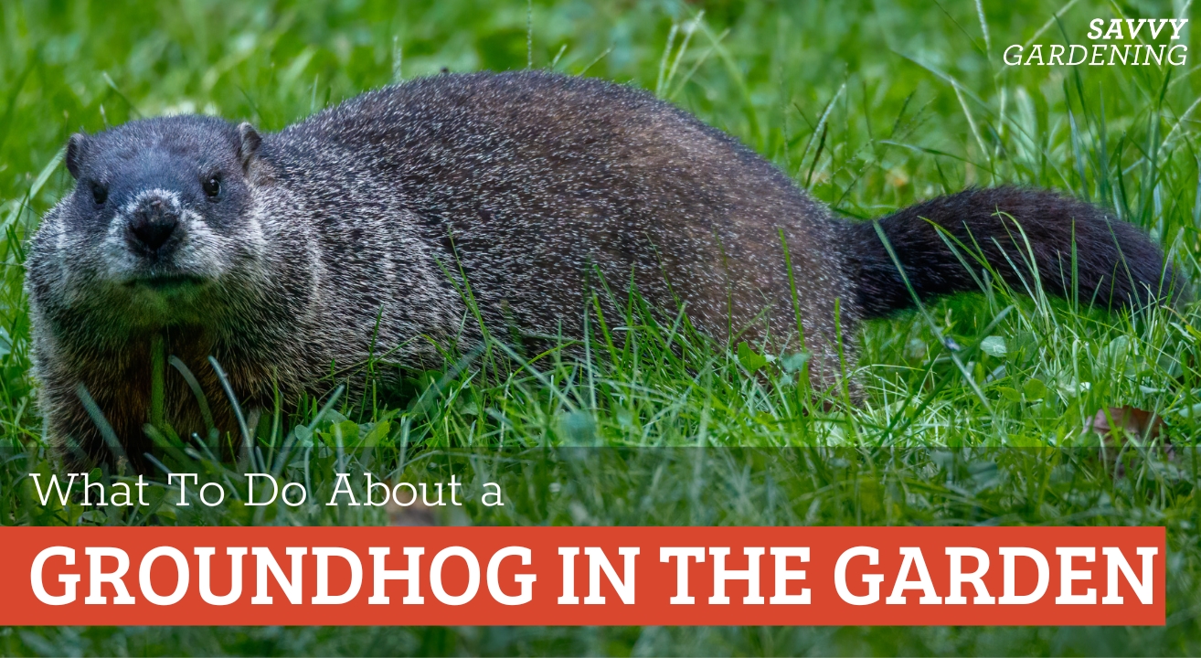 Control ideas for groundhogs in the garden