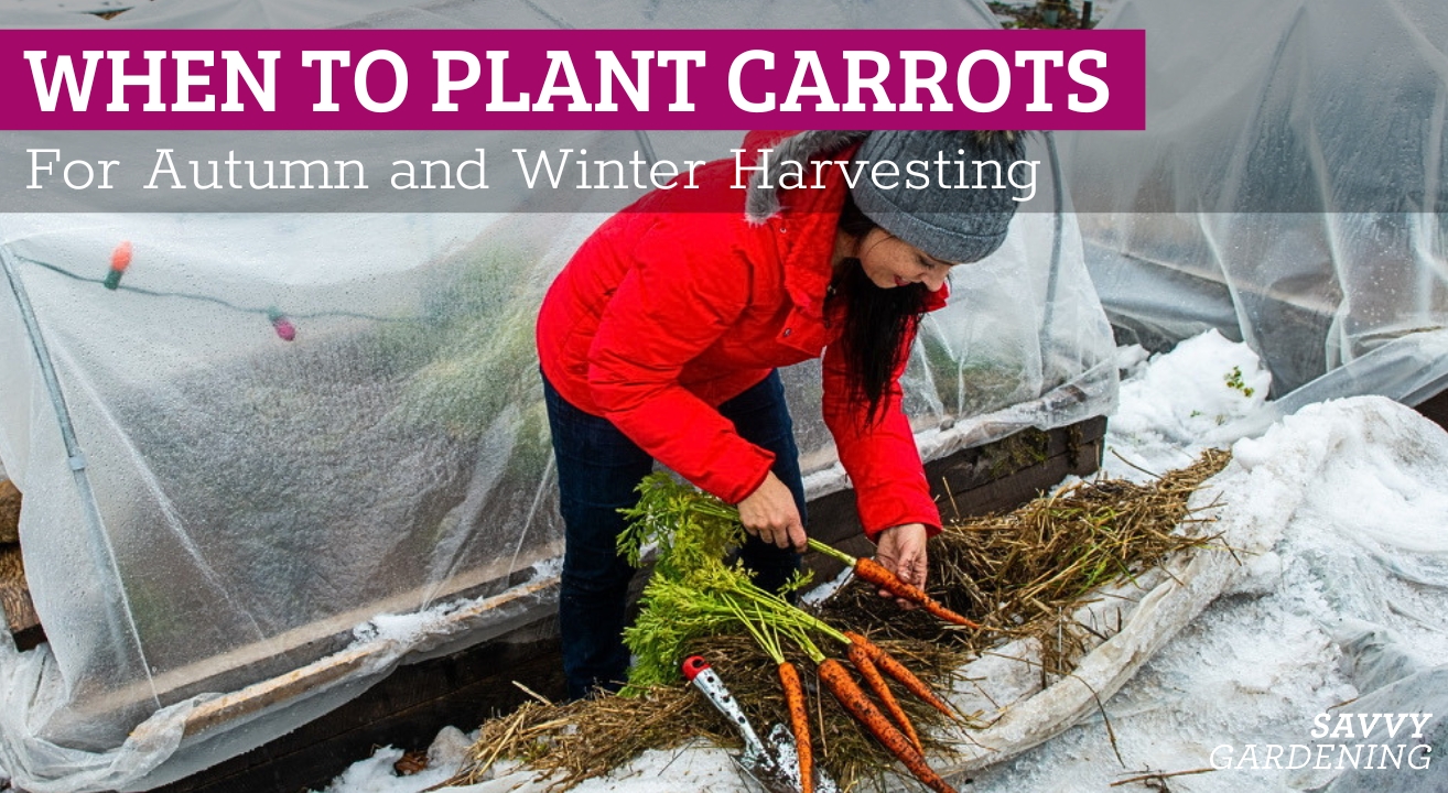 When to plant carrots for autumn and winter
