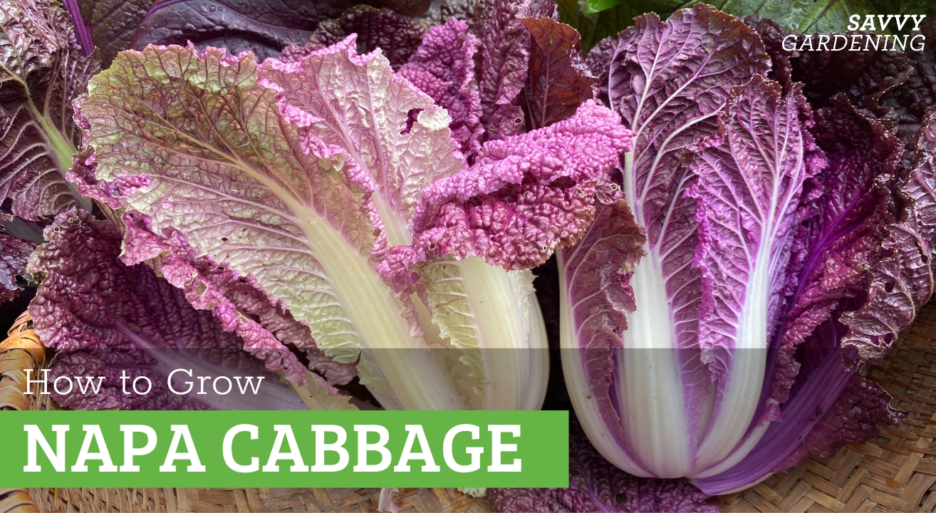 How to grow napa cabbage in a home garden