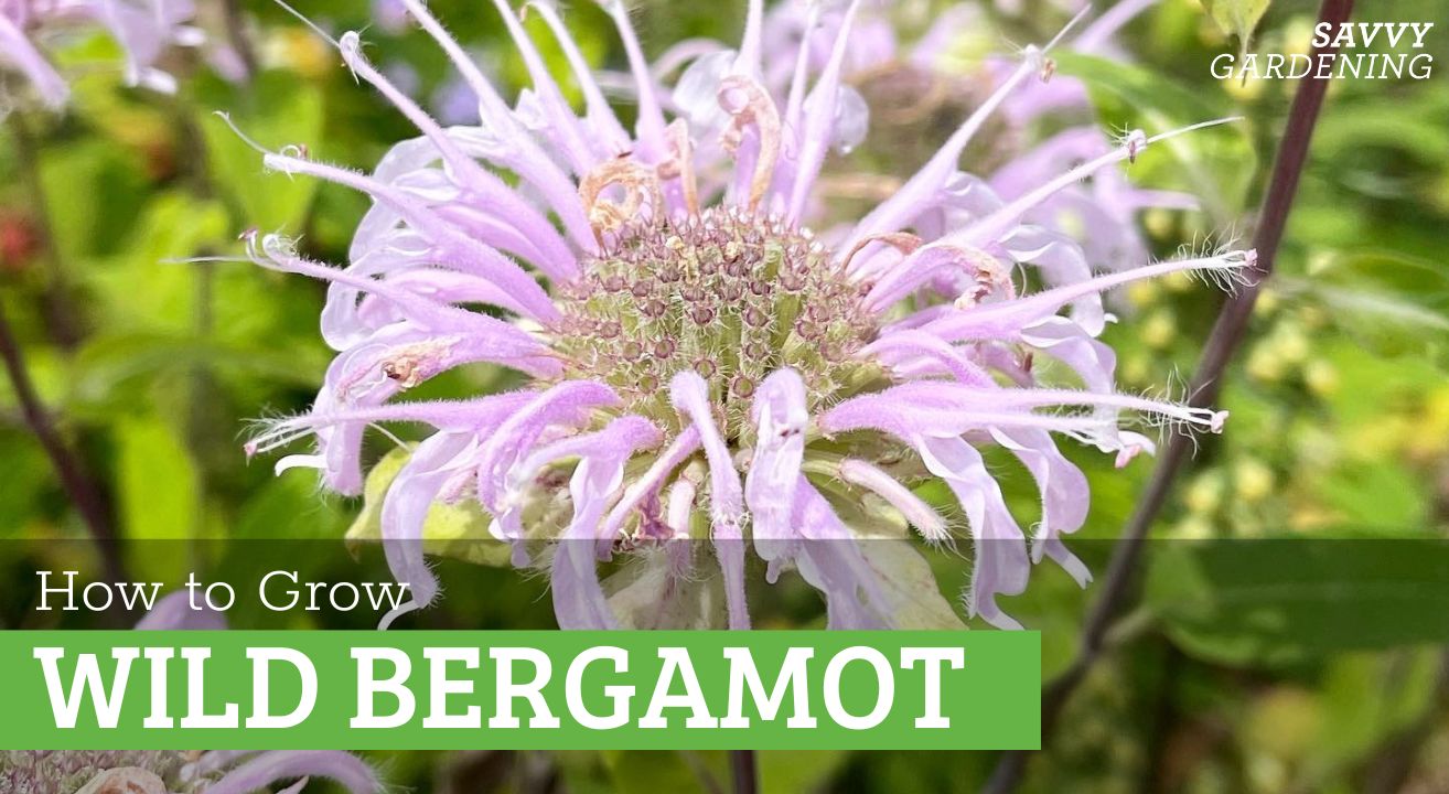 how to grow wild bergamot