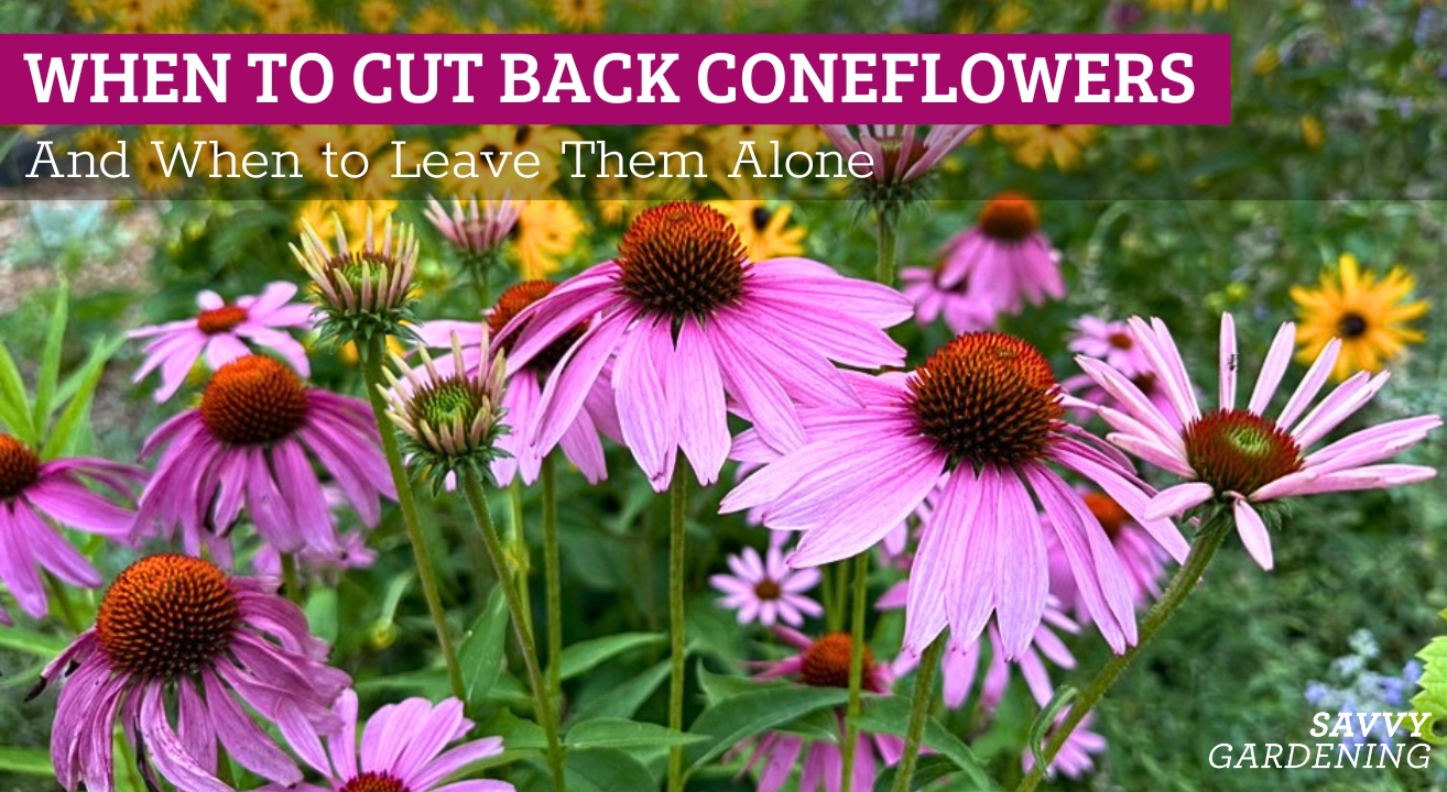 When to cut back coneflowers