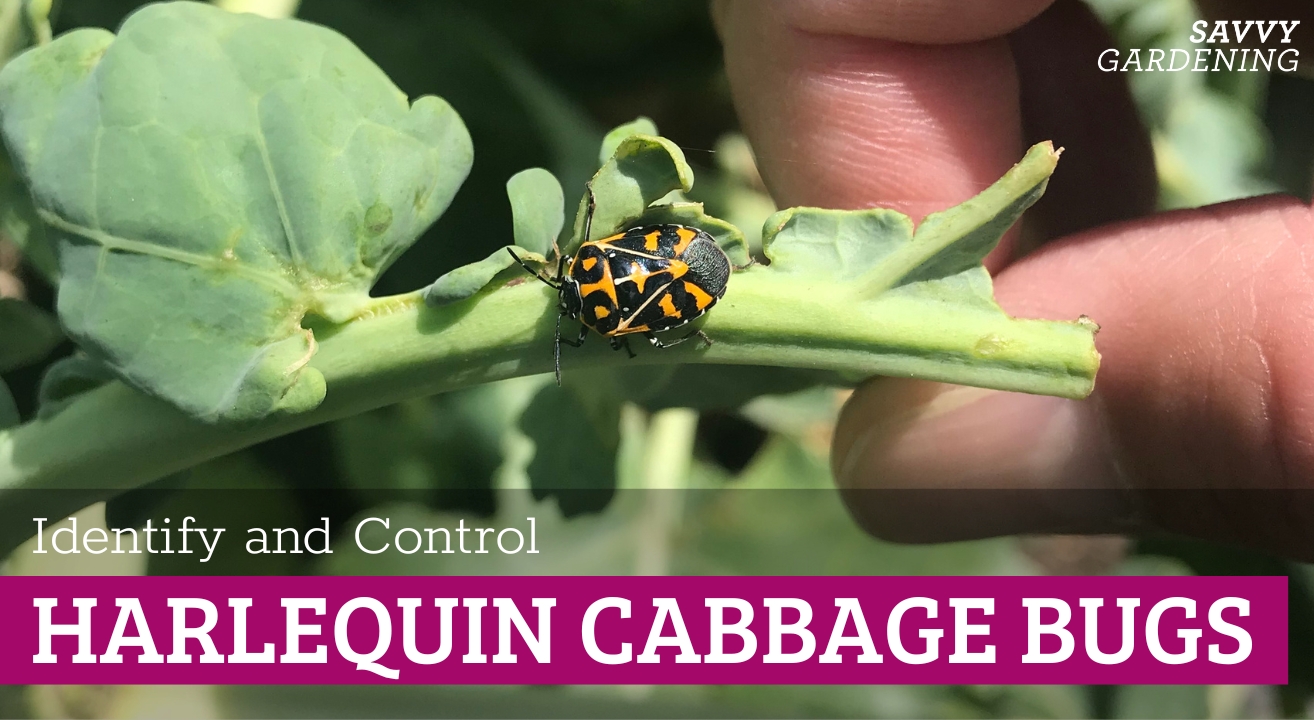 How to identify and manage harlequin cabbage bugs