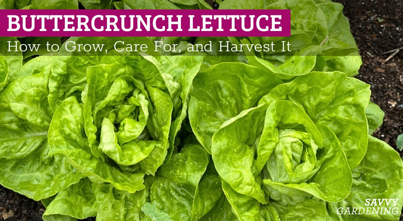 Buttercrunch Lettuce: A Grow Guide