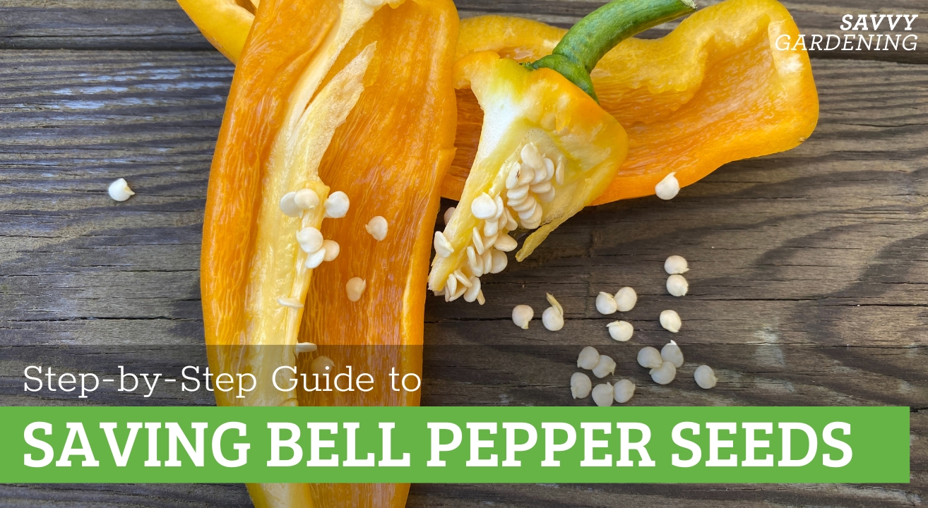 How to Save Bell Pepper Seeds