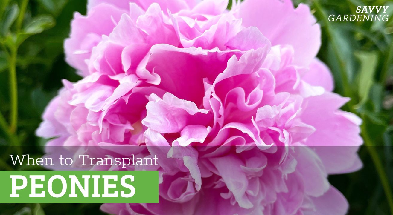 when to transplant peonies